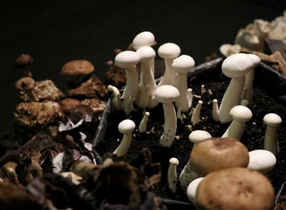 Cultivar hongos sin errores: una guía práctica para una cosecha sana y abundante